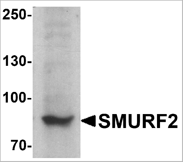 product-image-AAA10972_WB.gif