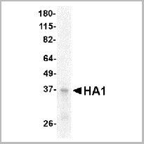 product-image-AAA10977_SDS_PAGE.gif