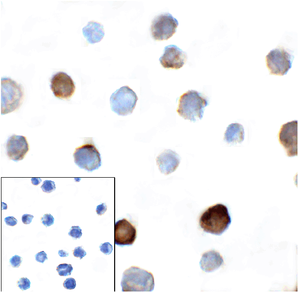 product-image-AAA11005_ICC2.gif