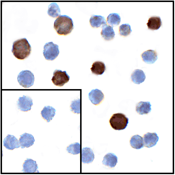 product-image-AAA11009_ICC2.gif