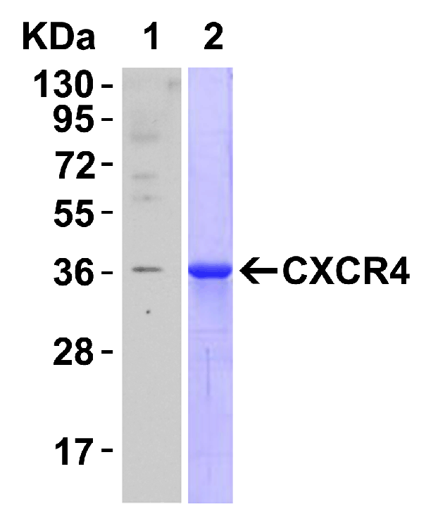 product-image-AAA11009_IHC5.gif