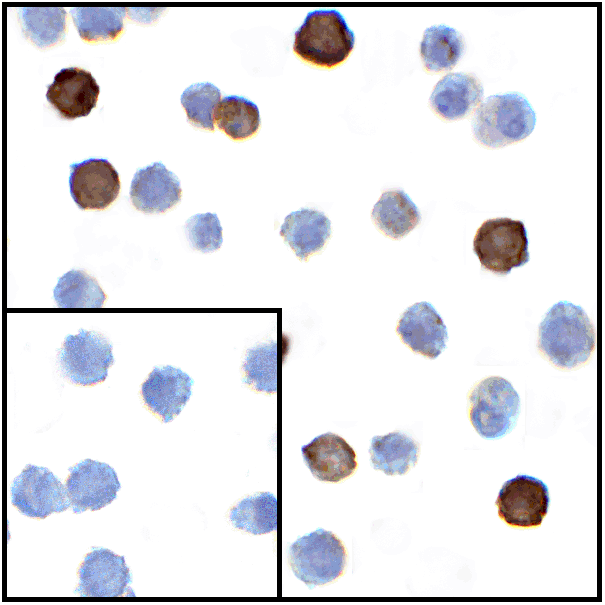 product-image-AAA11010_ICC2.gif