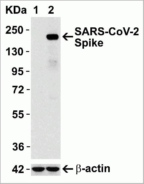 product-image-AAA11033_WB12.jpg