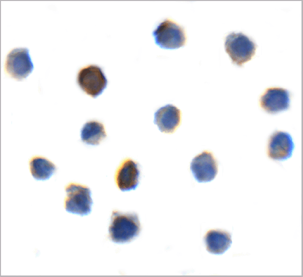 product-image-AAA11050_ICC.gif