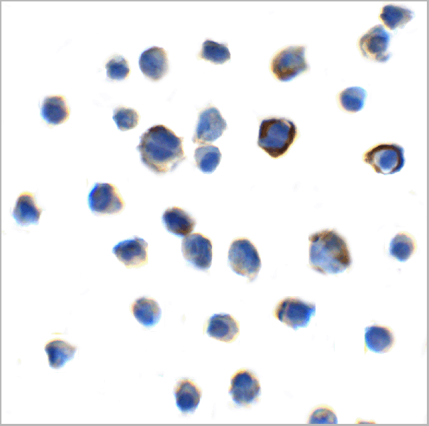 product-image-AAA11051_ICC.gif