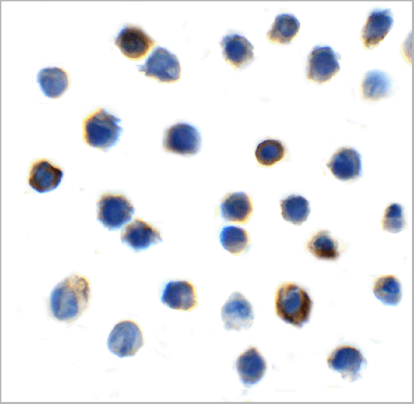 product-image-AAA11052_ICC.gif