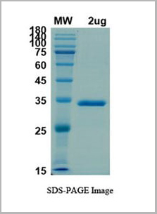 product-image-AAA11056_SDS_PAGE.jpg