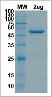 product-image-AAA11059_SDS_PAGE.jpg