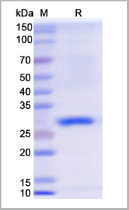 product-image-AAA11070_SDS_PAGE.png