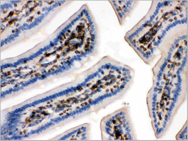 product-image-AAA11508_IHC3.jpg