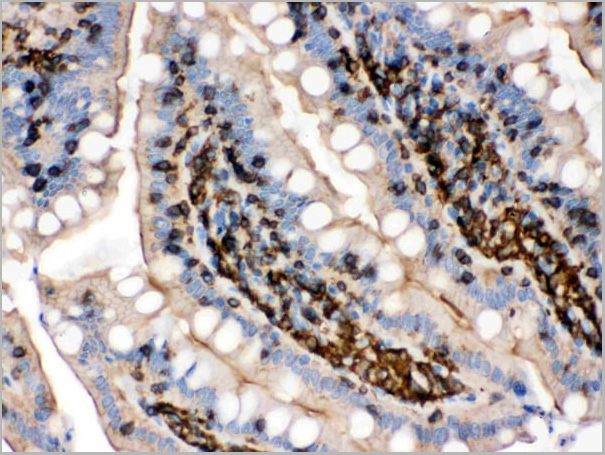 product-image-AAA11508_IHC4.jpg