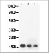 product-image-AAA11513_WB.jpg