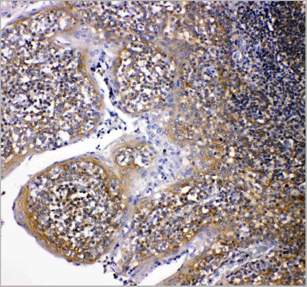 product-image-AAA11515_IHC2.jpg