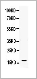 product-image-AAA11517_WB.jpg
