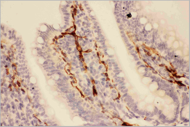 product-image-AAA11602_IHC3.jpg
