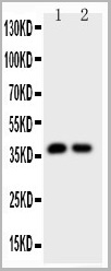 product-image-AAA11603_WB5.jpg