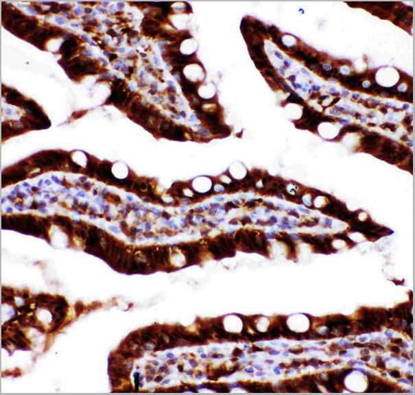 product-image-AAA11633_IHC3.jpg