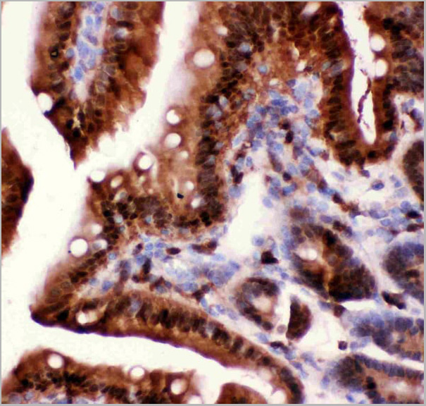 product-image-AAA11633_IHC4.jpg