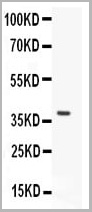 product-image-AAA11633_WB.jpg