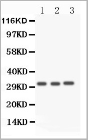 product-image-AAA11633_WB5.jpg