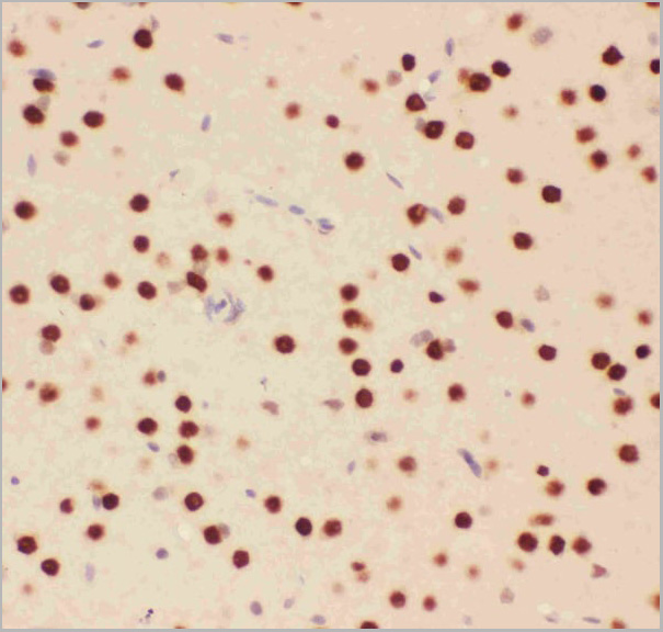 product-image-AAA11634_IHC4.jpg