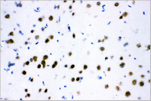 product-image-AAA11634_IHC5.jpg