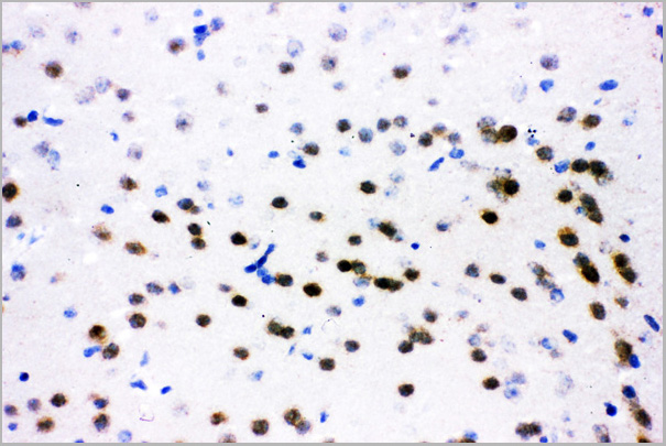 product-image-AAA11634_IHC6.jpg