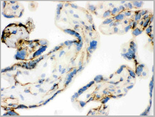 product-image-AAA11646_IHC8.jpg