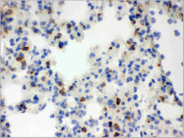 product-image-AAA11663_IHC4.jpg