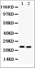 product-image-AAA11663_WB.jpg