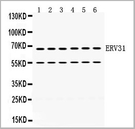 product-image-AAA11665_WB.jpg