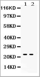 product-image-AAA11670_WB.jpg