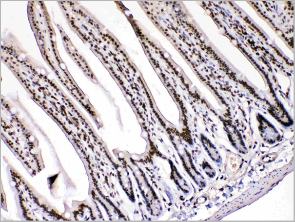 product-image-AAA11677_IHC2.jpg
