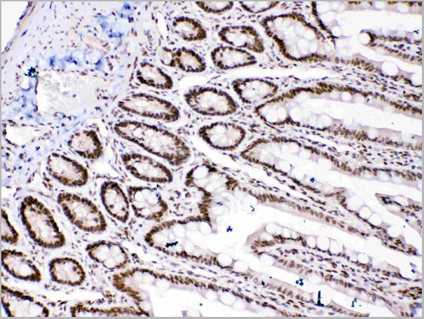 product-image-AAA11677_IHC4.jpg