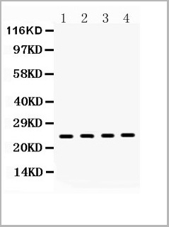 product-image-AAA11677_WB.jpg