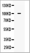 product-image-AAA11679_WB.jpg