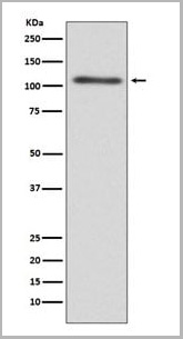 product-image-AAA11693_WB.jpg