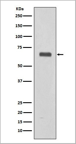 product-image-AAA11695_WB2.jpg