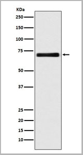 product-image-AAA11698_WB.jpg