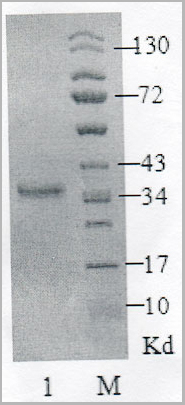 product-image-AAA11702_SDS_PAGE.jpg