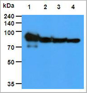 product-image-AAA11726_WB.jpg