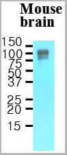 product-image-AAA11729_WB.jpg