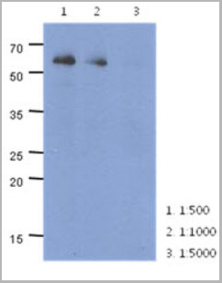 product-image-AAA11732_WB.jpg