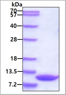 product-image-AAA11744_SDS_PAGE.png