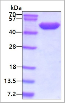 product-image-AAA11754_SDS_PAGE2.jpg