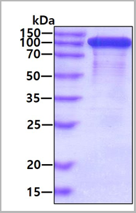 product-image-AAA11758_SDS_PAGE.png