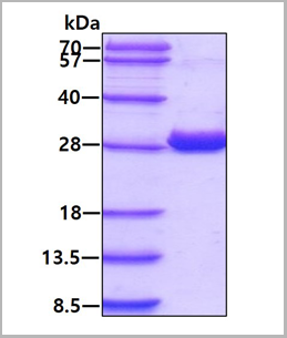 product-image-AAA11782_SDS_PAGE.png