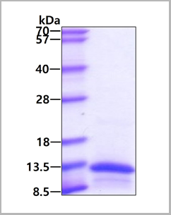 product-image-AAA11793_SDS_PAGE.png