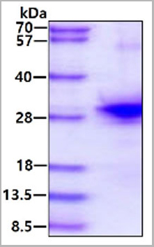 product-image-AAA11798_SDS_PAGE.jpg