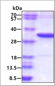 product-image-AAA11801_SDS_PAGE.png